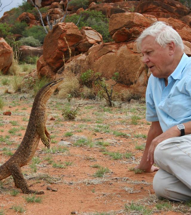 David Attenborough guckt einem Waran in die Augen