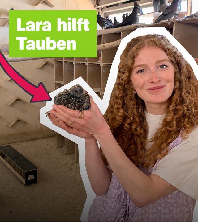 Lara hilft Tauben