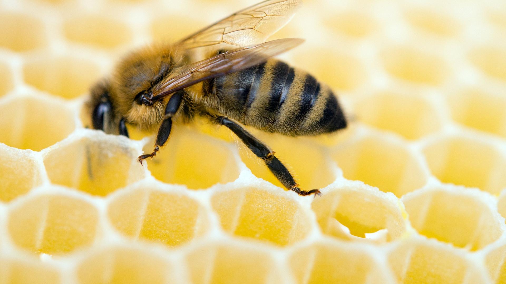 Bienen
