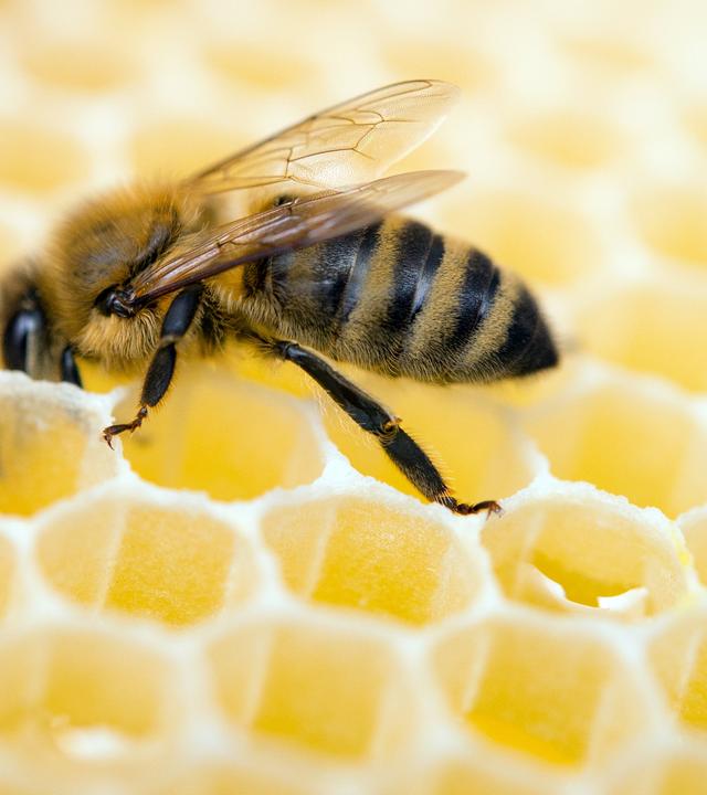 Bienen