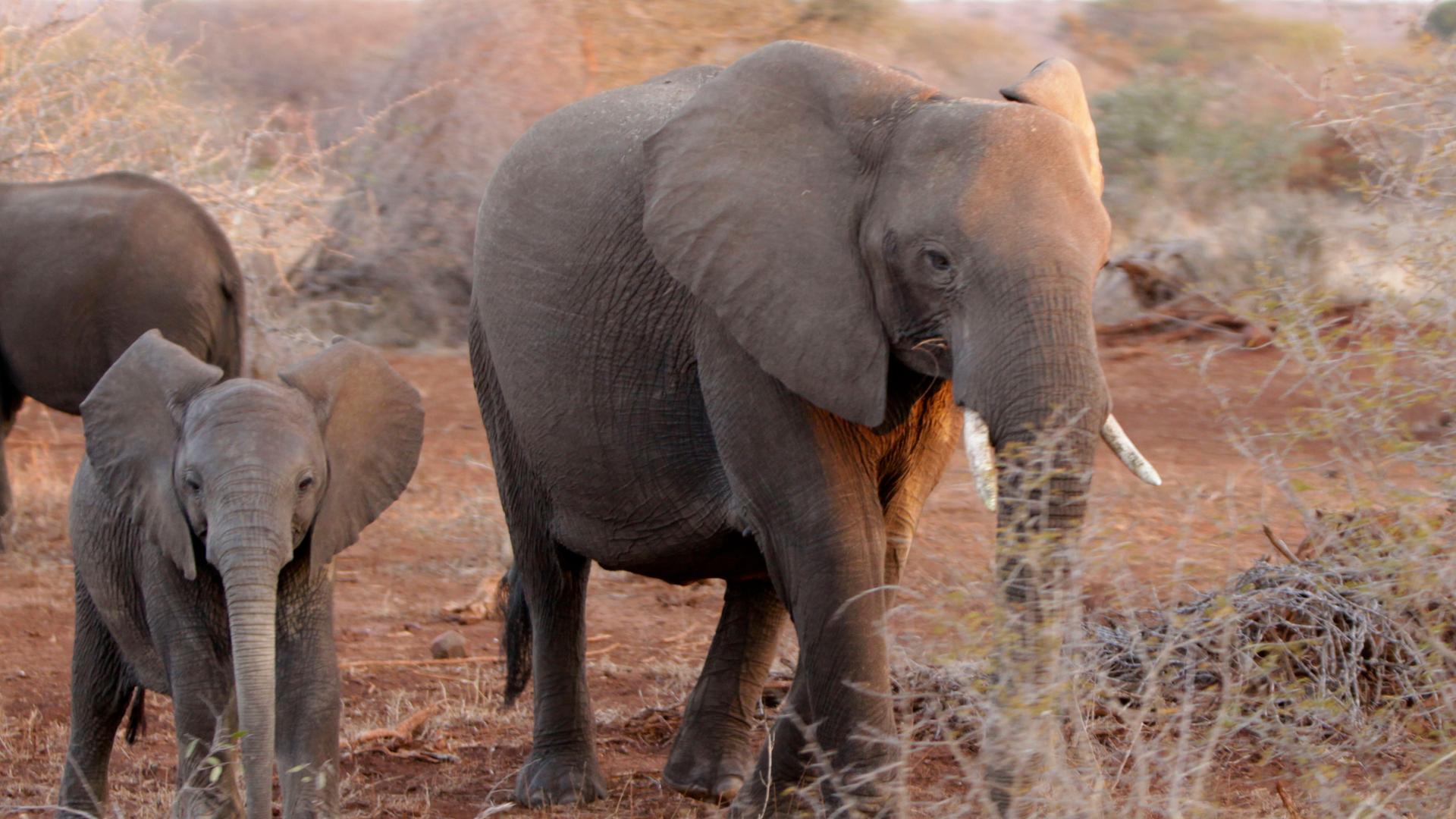 Elefanten im Kruger-Nationalpark