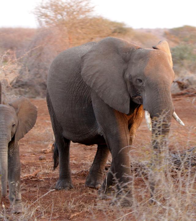 Elefanten im Kruger-Nationalpark
