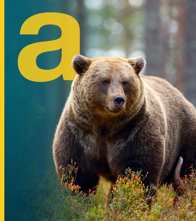 Braunbär im Wald