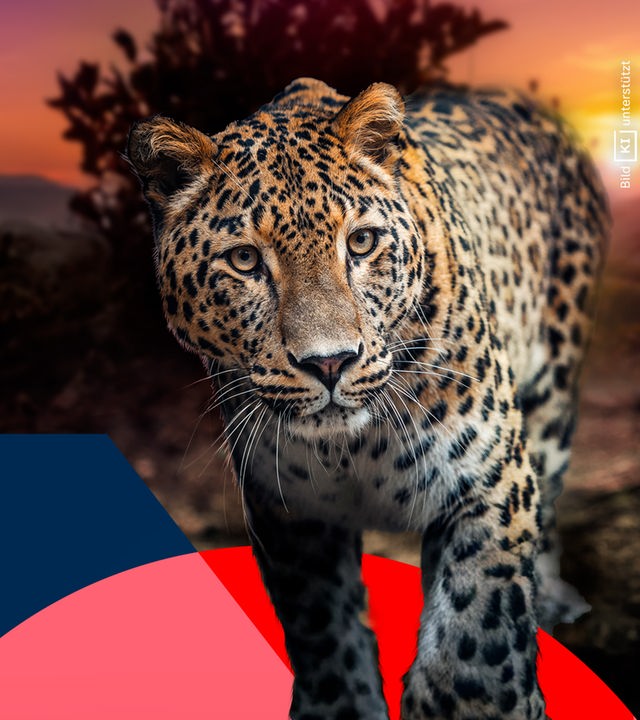 Ein Leopard blickt frontal in die Kamera