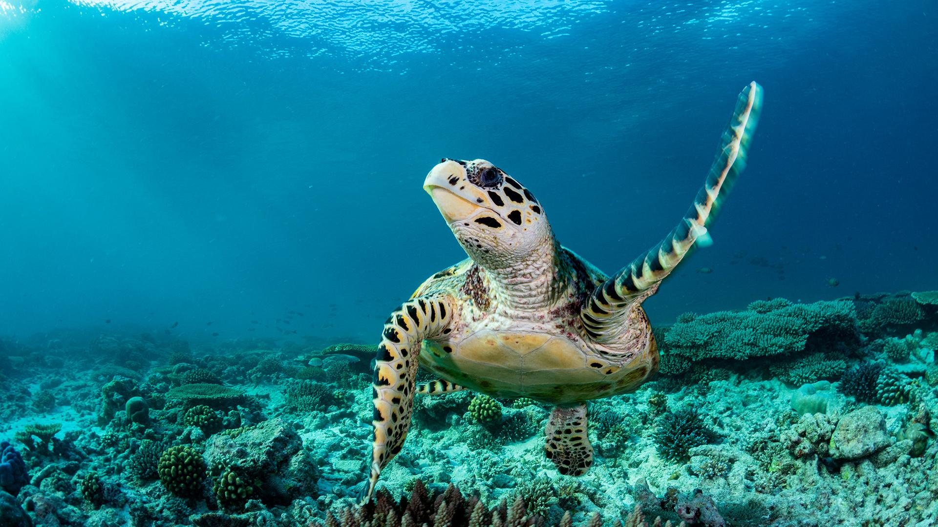 Eine Million Tier- und Pflanzenarten gelten als bedroht. Auf der COP17 wird deutlich: Um die Naturziele bis 2030 zu erreichen, muss deutlich mehr passieren. (Bild: Schildkröte unter Wasser)