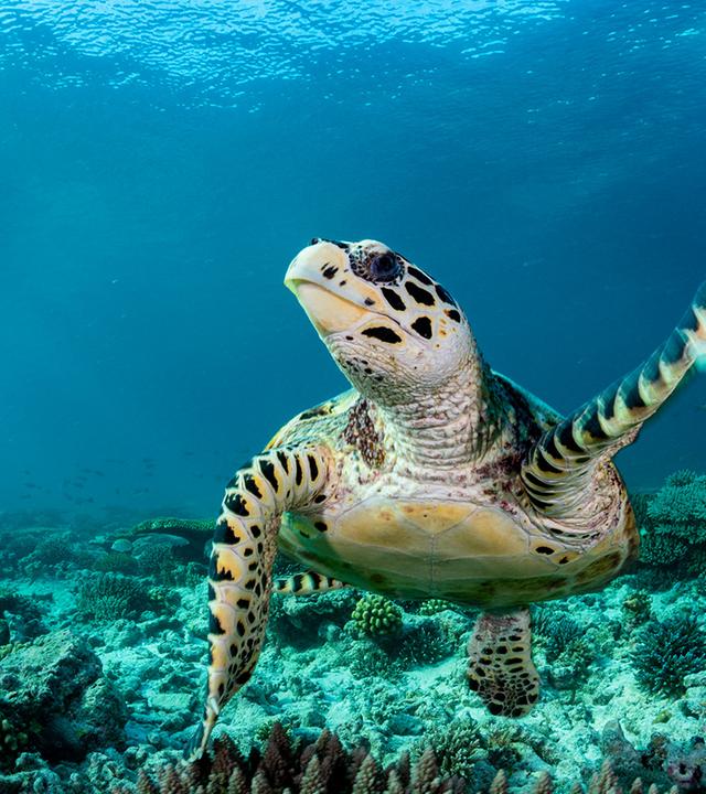 Eine Million Tier- und Pflanzenarten gelten als bedroht. Auf der COP17 wird deutlich: Um die Naturziele bis 2030 zu erreichen, muss deutlich mehr passieren. (Bild: Schildkröte unter Wasser)