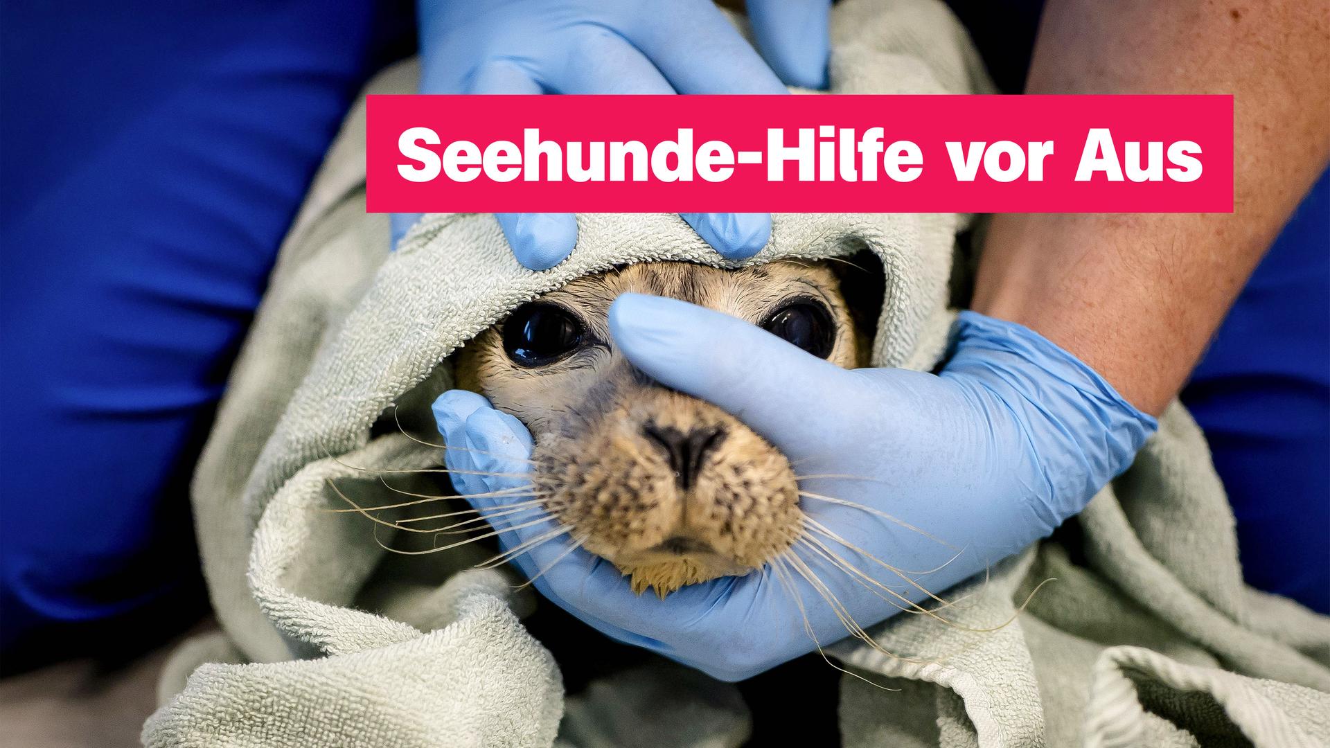Seehundestation vor dem Aus; trauriger Seehund eingewickelt in eine Decke