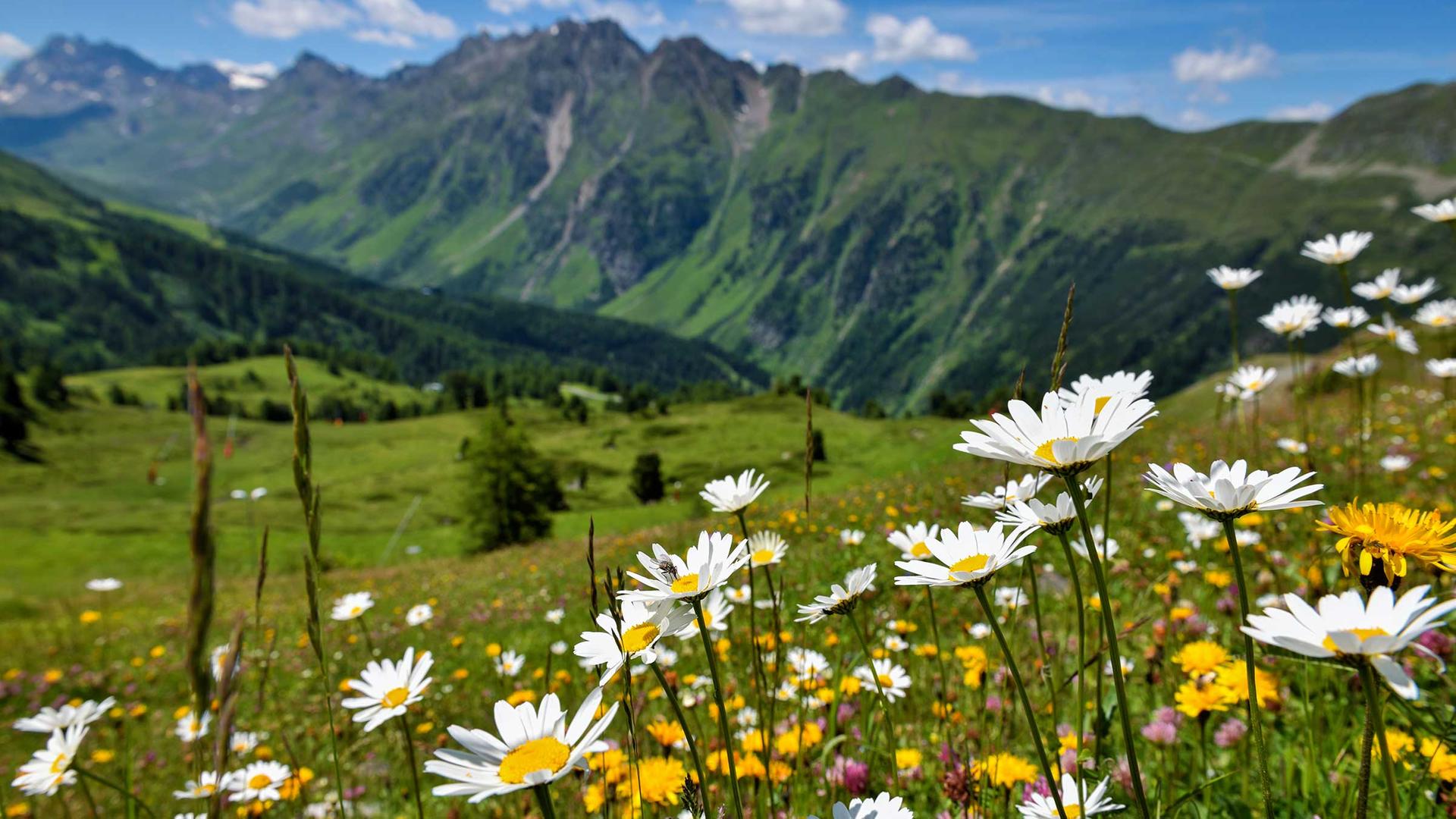 Ab auf die Alp!