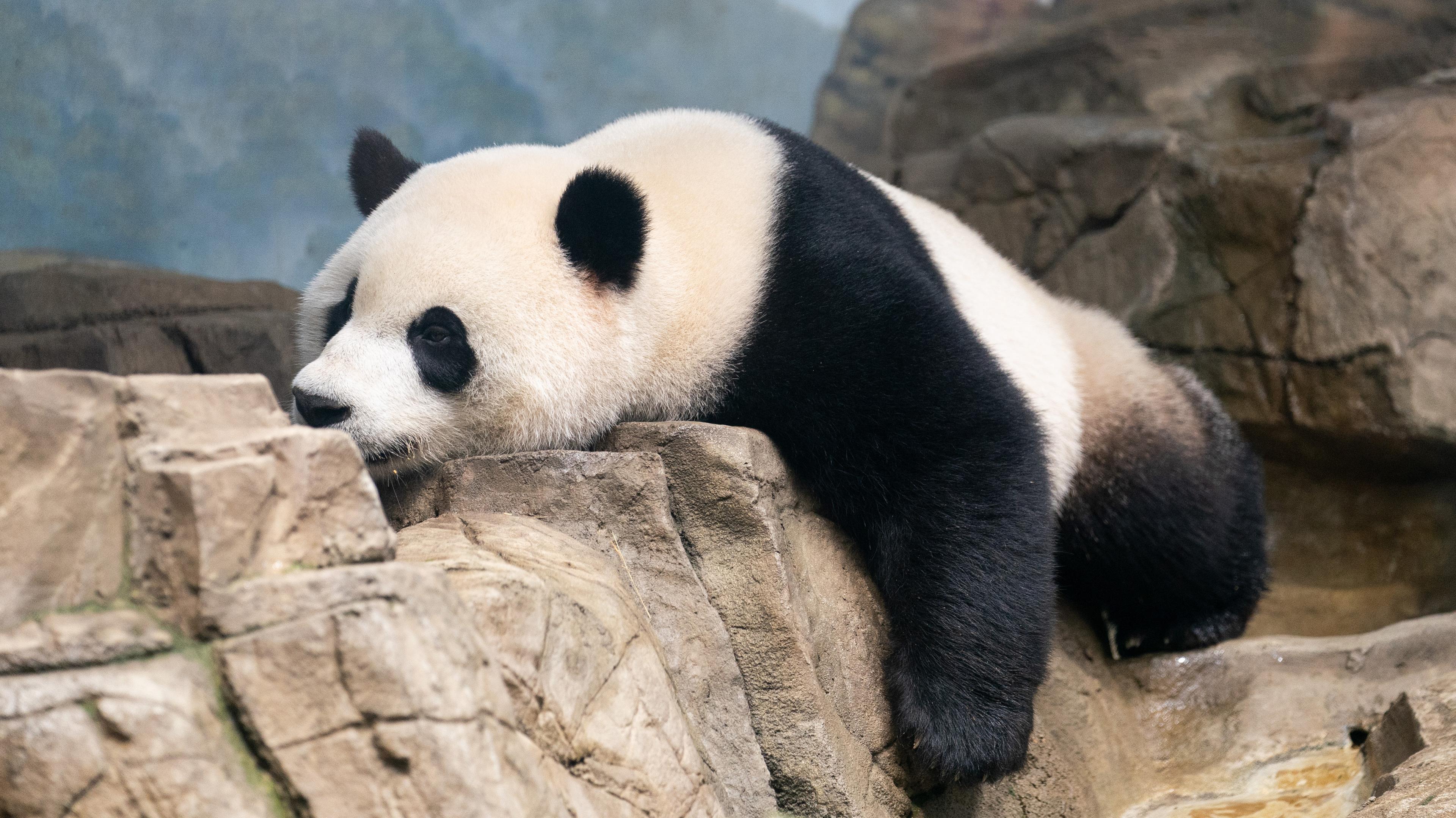 Der Große Panda Xiao Qi Ji ist im Smithsonian's National Zoo in Washington, D.C., in den Vereinigten Staaten zu sehen. 