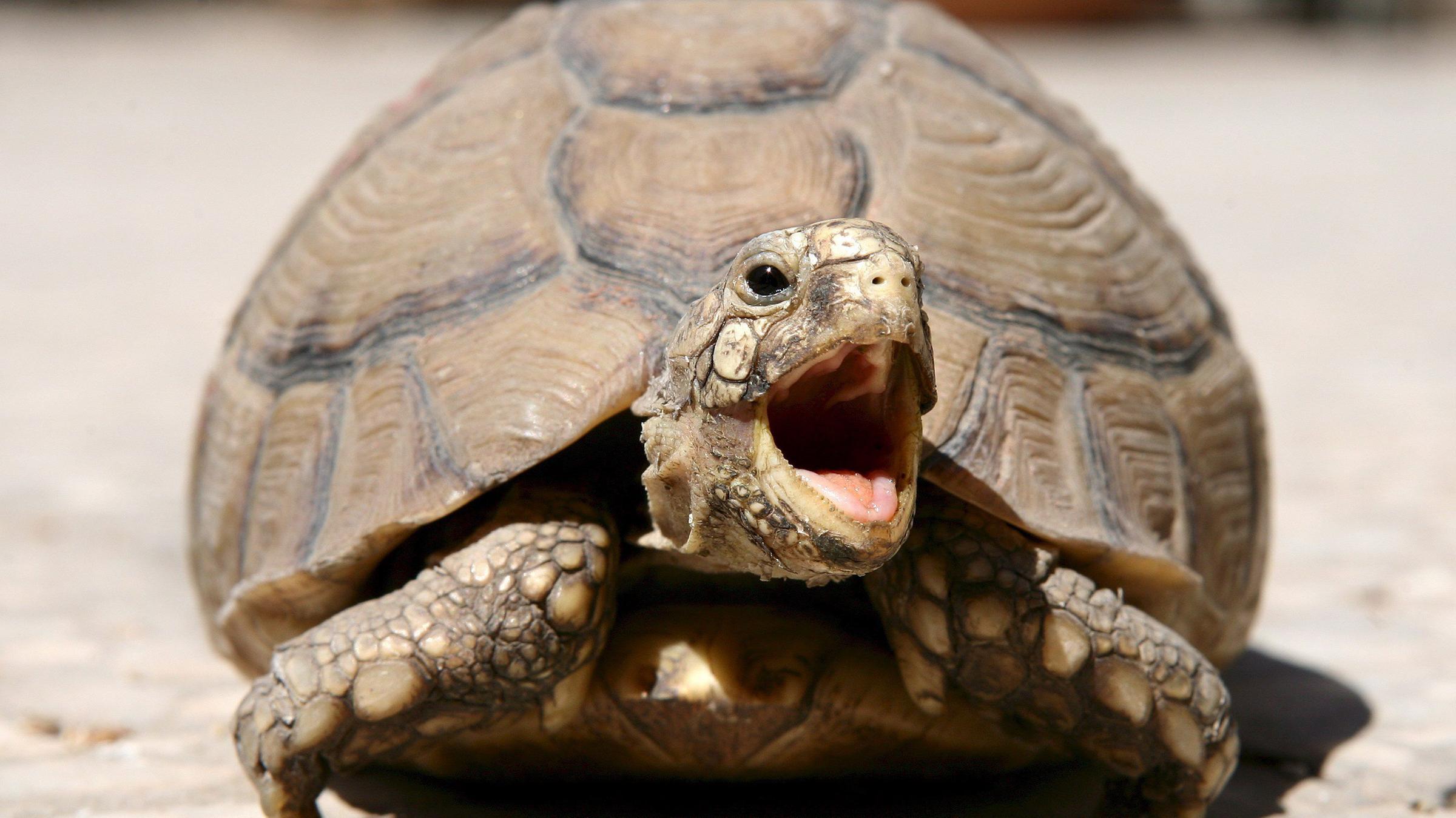 T turtle. Среднеазиатская красноухая черепаха. Ленинградский зоопарк Среднеазиатская черепаха. Перевернутая черепашка. Зубы черепахи сухопутной.