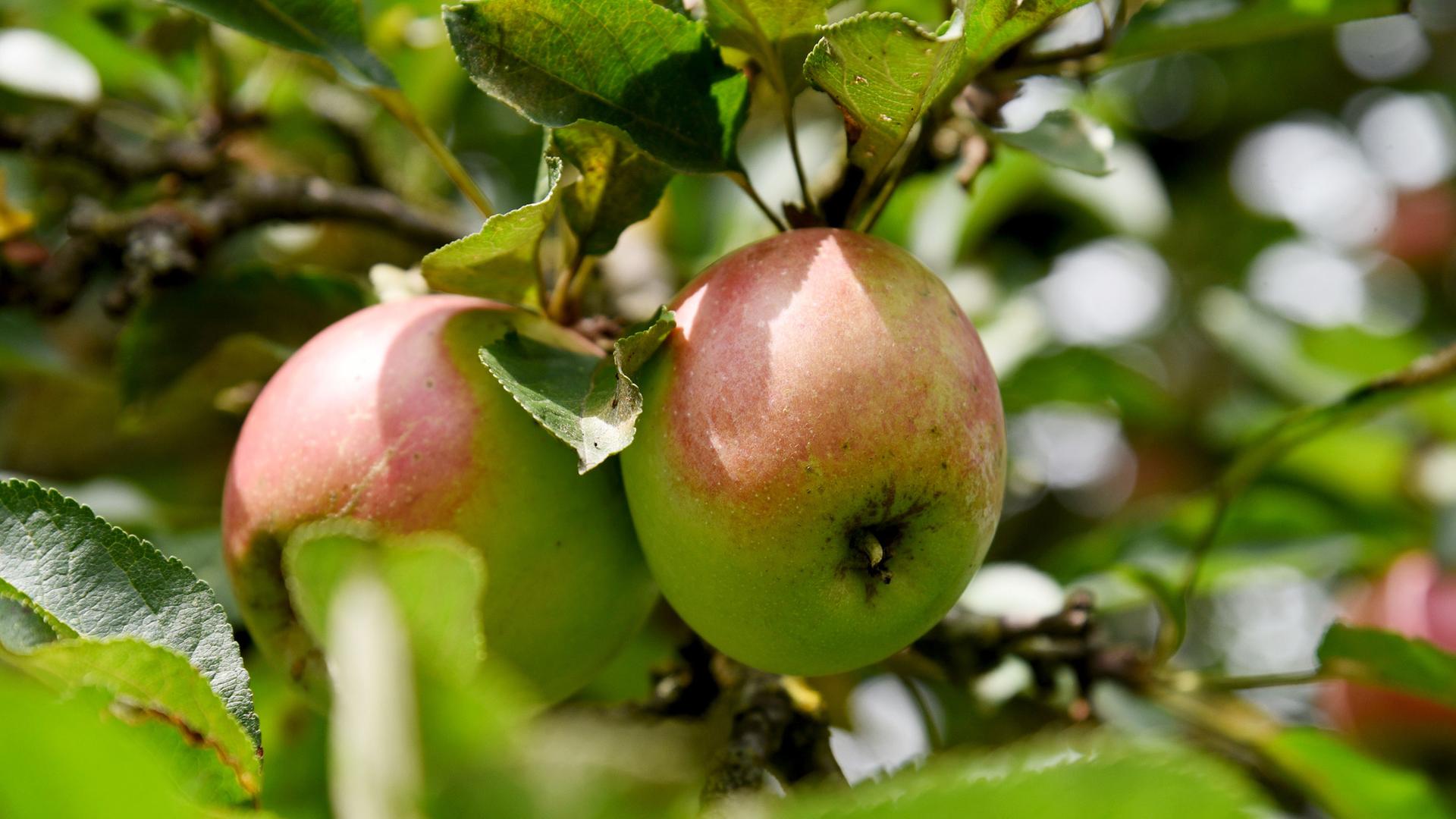 Äpfel an einem Baum