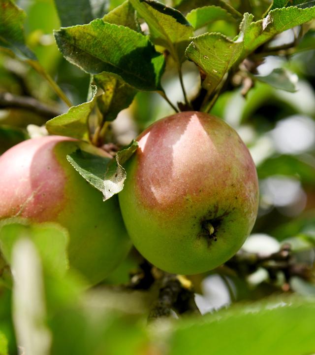 Äpfel an einem Baum