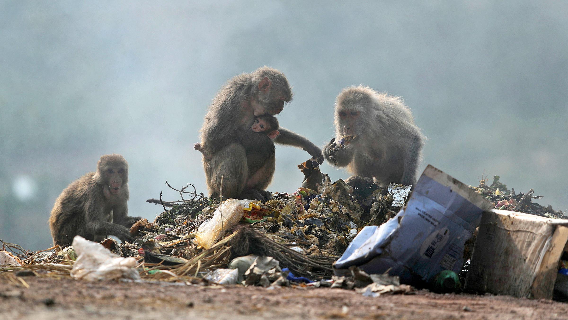 Affen suchen Nahrung auf einer Mülldeponie in Jammu, Indien