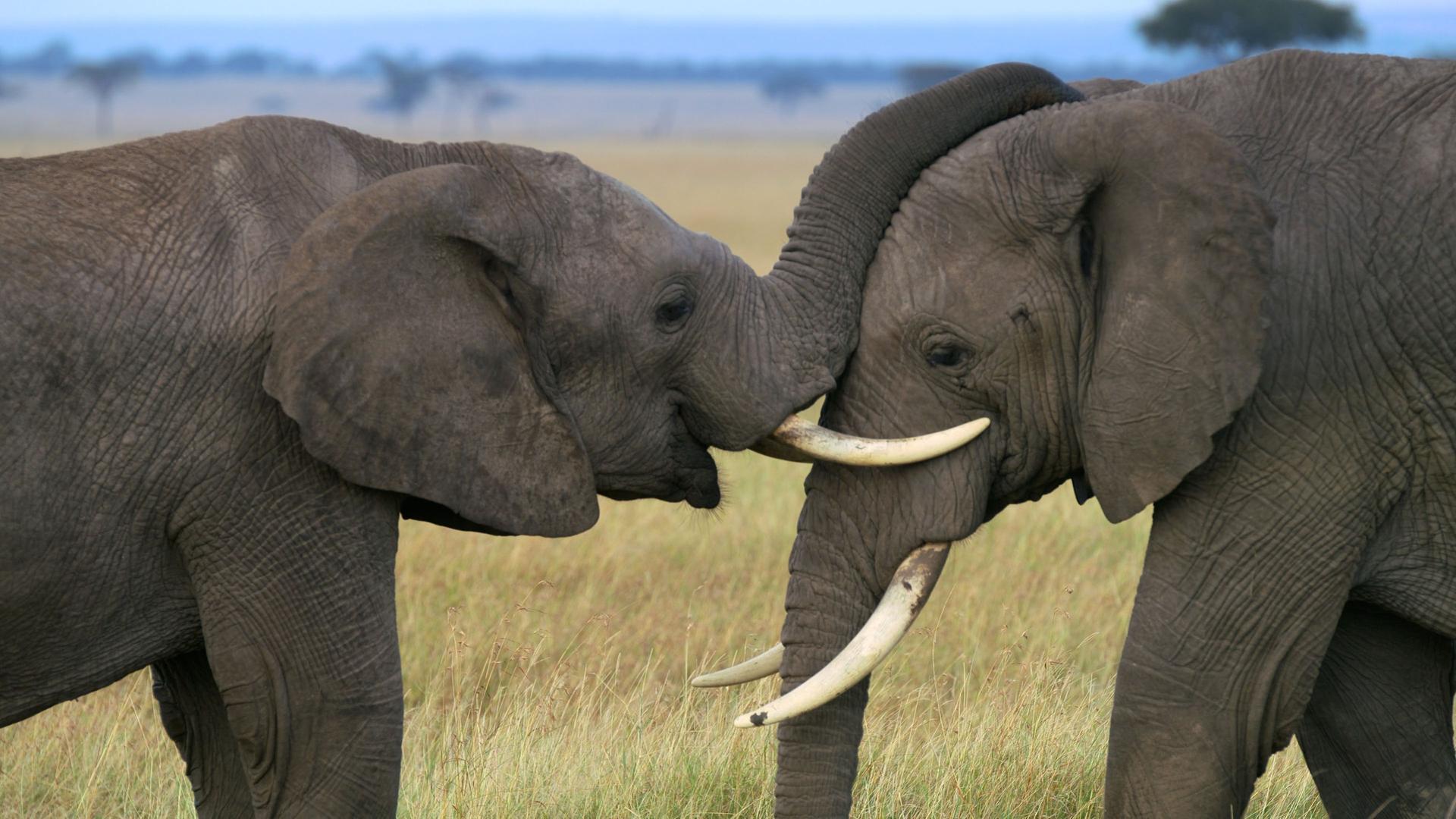 Zwei Elefanten begrüßen sich und der linke Elefant legt den Rüssel auf den Kopf des Anderen.