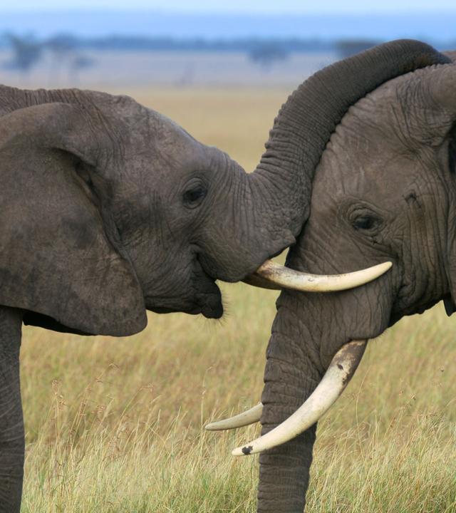 Zwei Elefanten begrüßen sich und der linke Elefant legt den Rüssel auf den Kopf des Anderen.