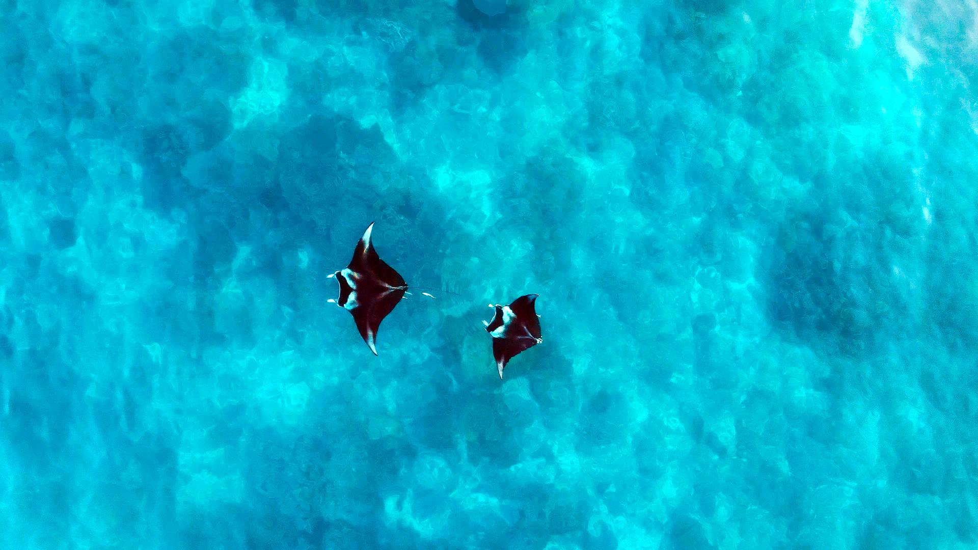 Riffmantas besiedeln gerne küstennahe Gewässer tropischer Ozeane und ernähren sich überwiegend von Plankton