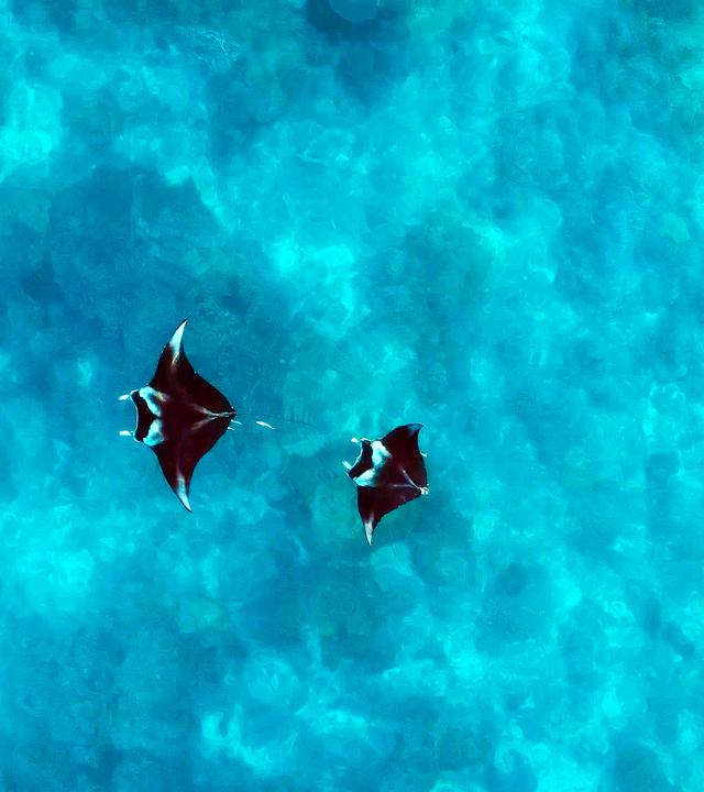 Riffmantas besiedeln gerne küstennahe Gewässer tropischer Ozeane und ernähren sich überwiegend von Plankton