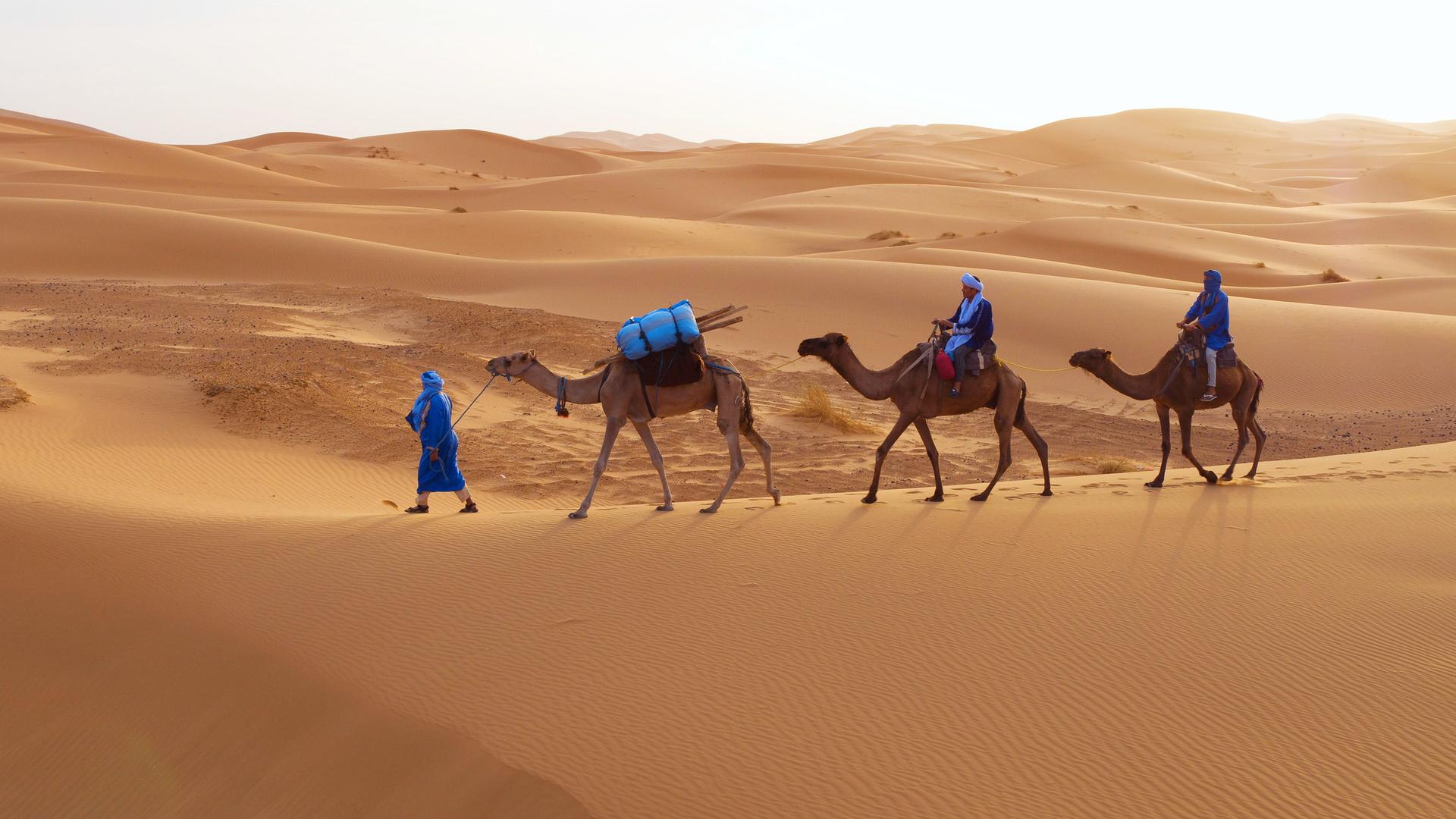 Beduinen: Bis heute ziehen Beduinen als Nomaden durch die Sahara, wobei Dromedare ihre unentbehrlichen Begleiter sind.