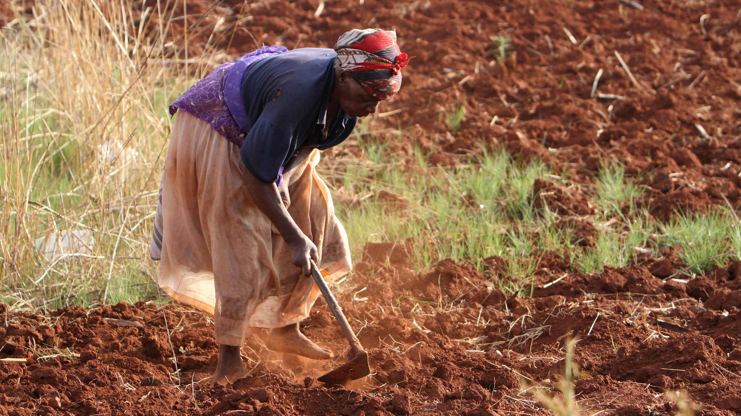 Eine Bäuerin aus Simbabwe pflügt einen Acker