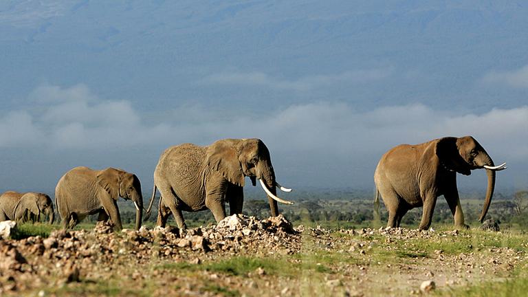 Herde afrikanischer Elefanten