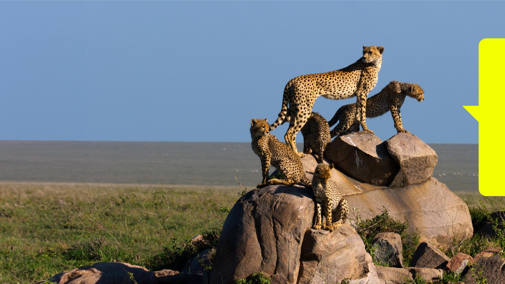 Afrikas Ikonen der Tierwelt