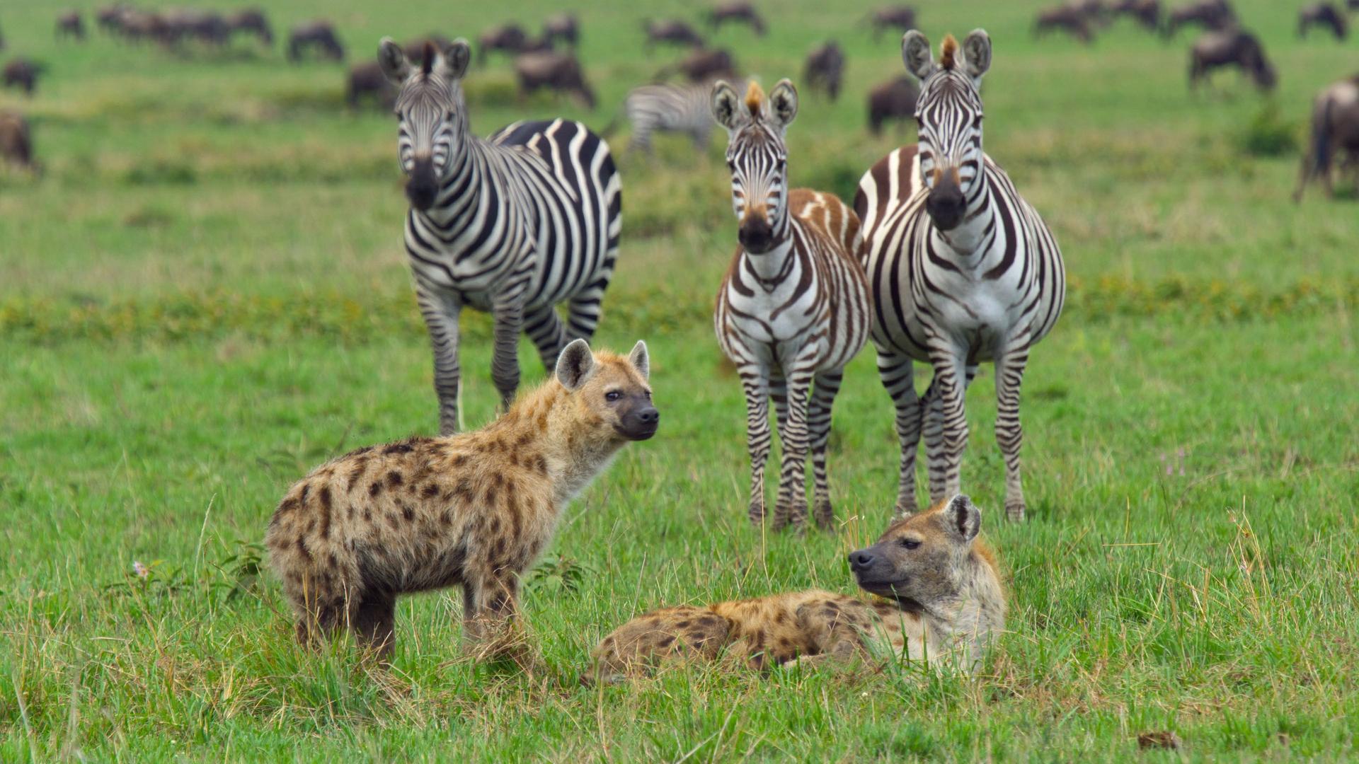 Portrait einer Hyäne