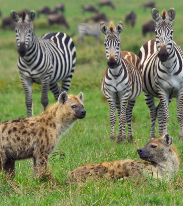 Portrait einer Hyäne