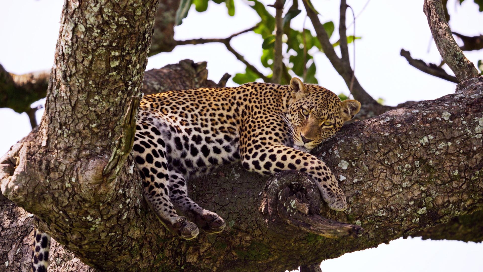 Ein Leopard ruht sich auf einem dicken Ast in einem Baum aus