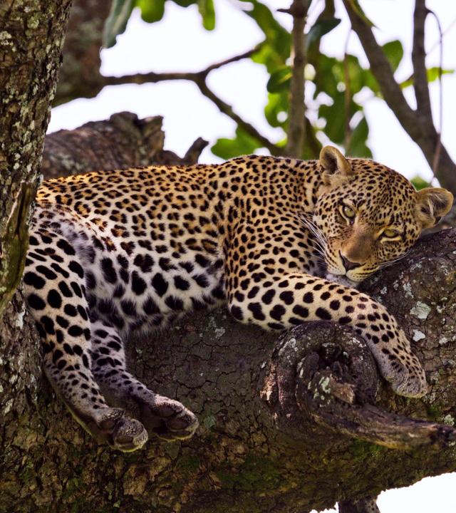 Ein Leopard ruht sich auf einem dicken Ast in einem Baum aus
