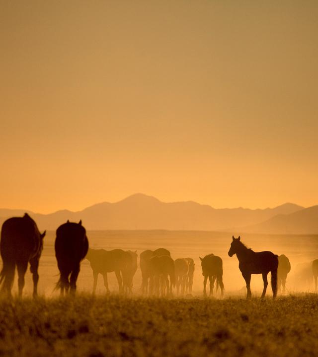 Wüstenpferde