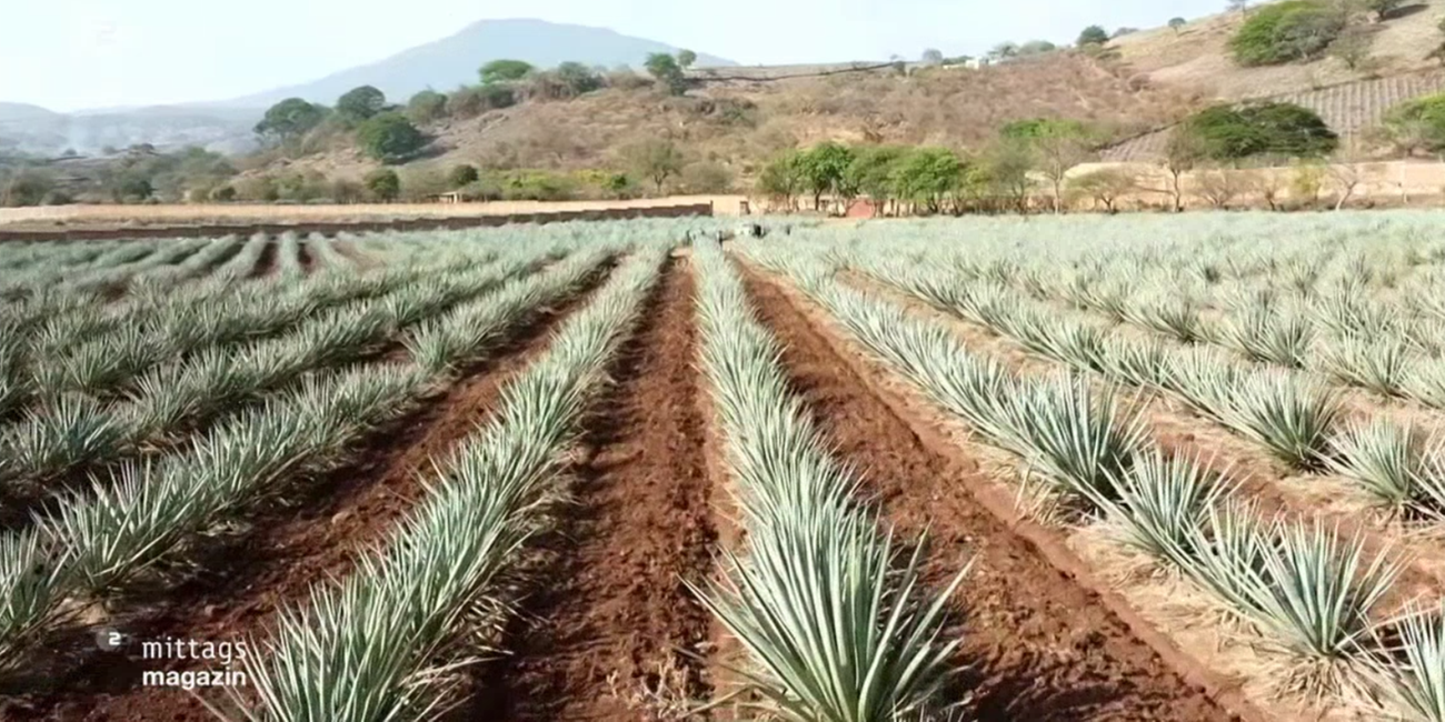 Agavenlandschaft im Bundestaat Jalisco/Mexiko aus denen Tequila hergestellt wird.