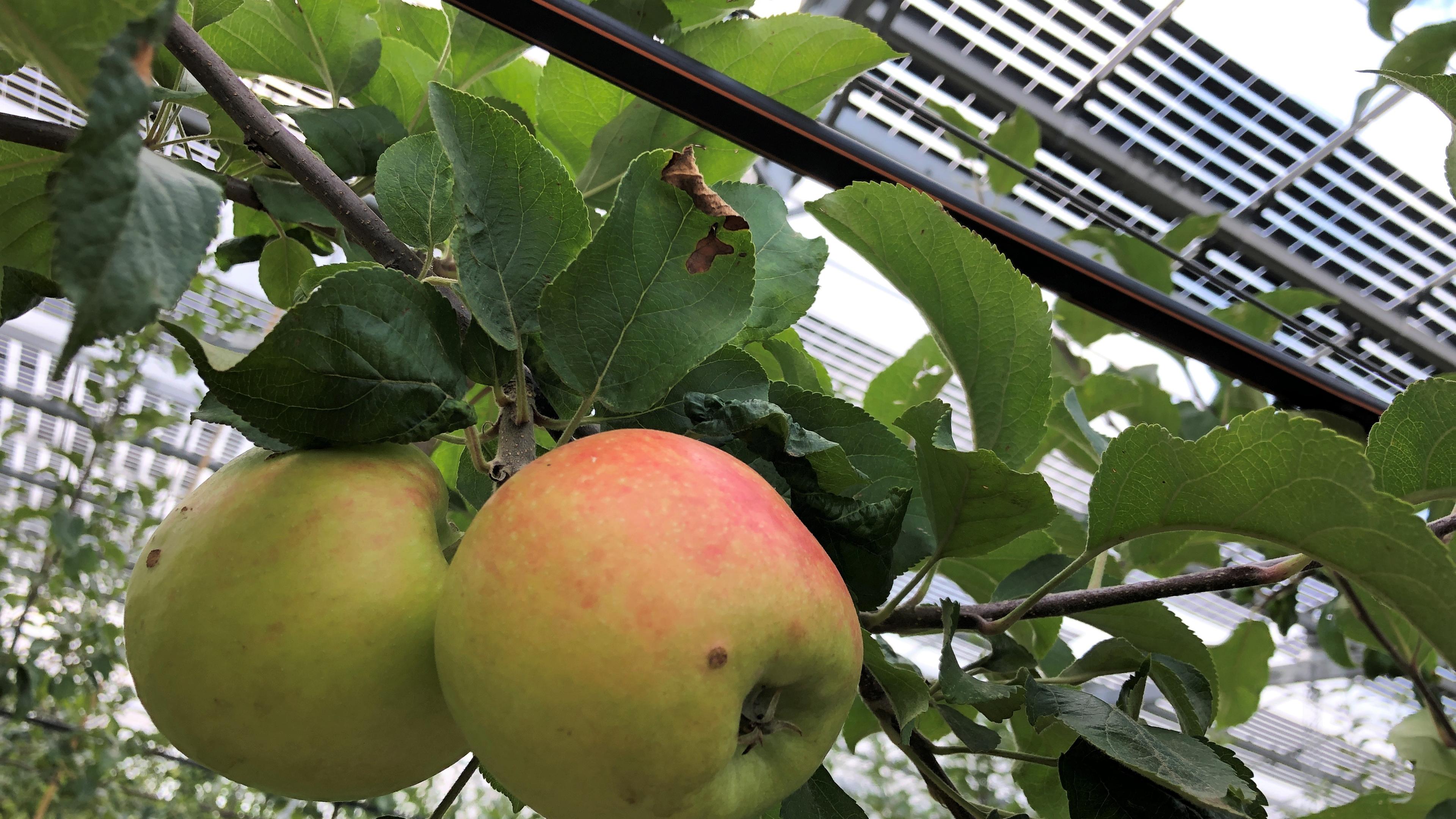 Äpfel unter dem Solardach: Agri-PV-Anlage in Gelsdorf in der Eifel