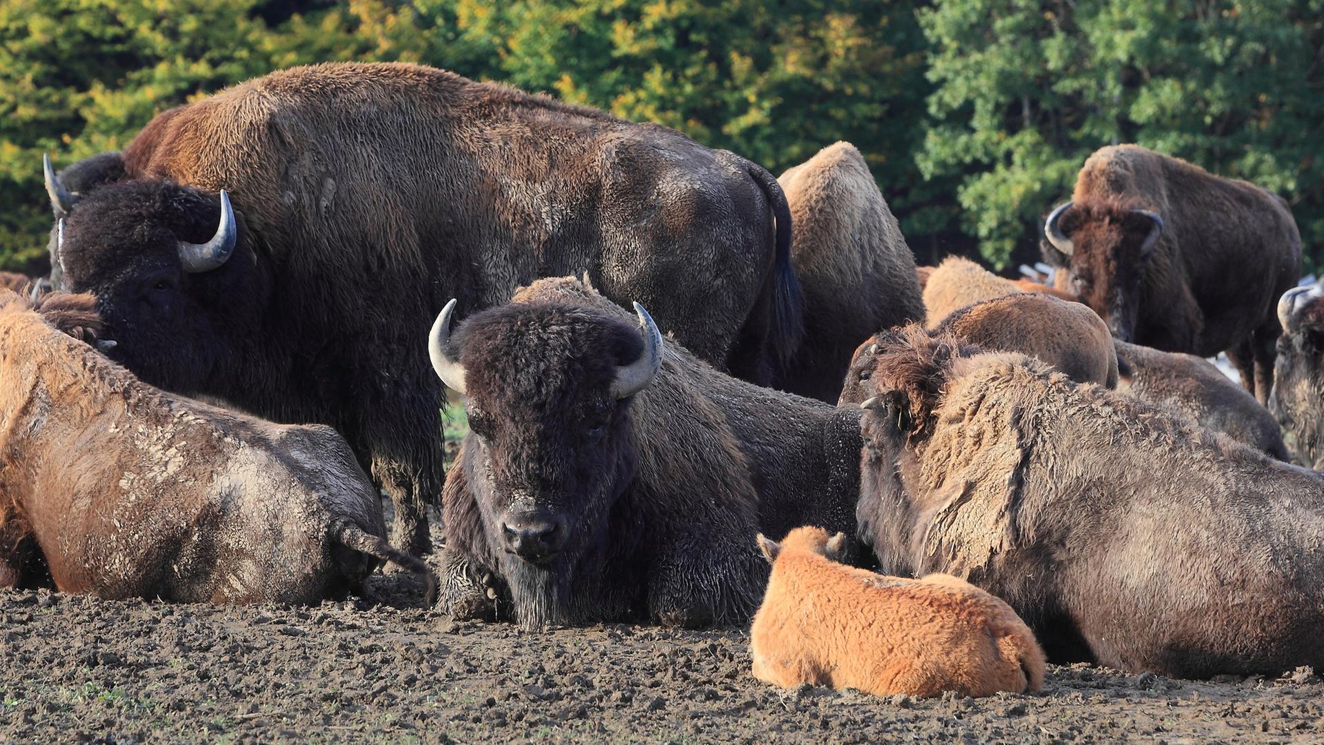 wisentherde im wildpark nordmann