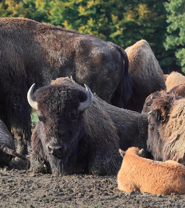 wisentherde im wildpark nordmann