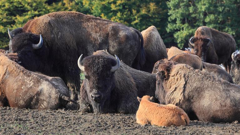 wisentherde im wildpark nordmann