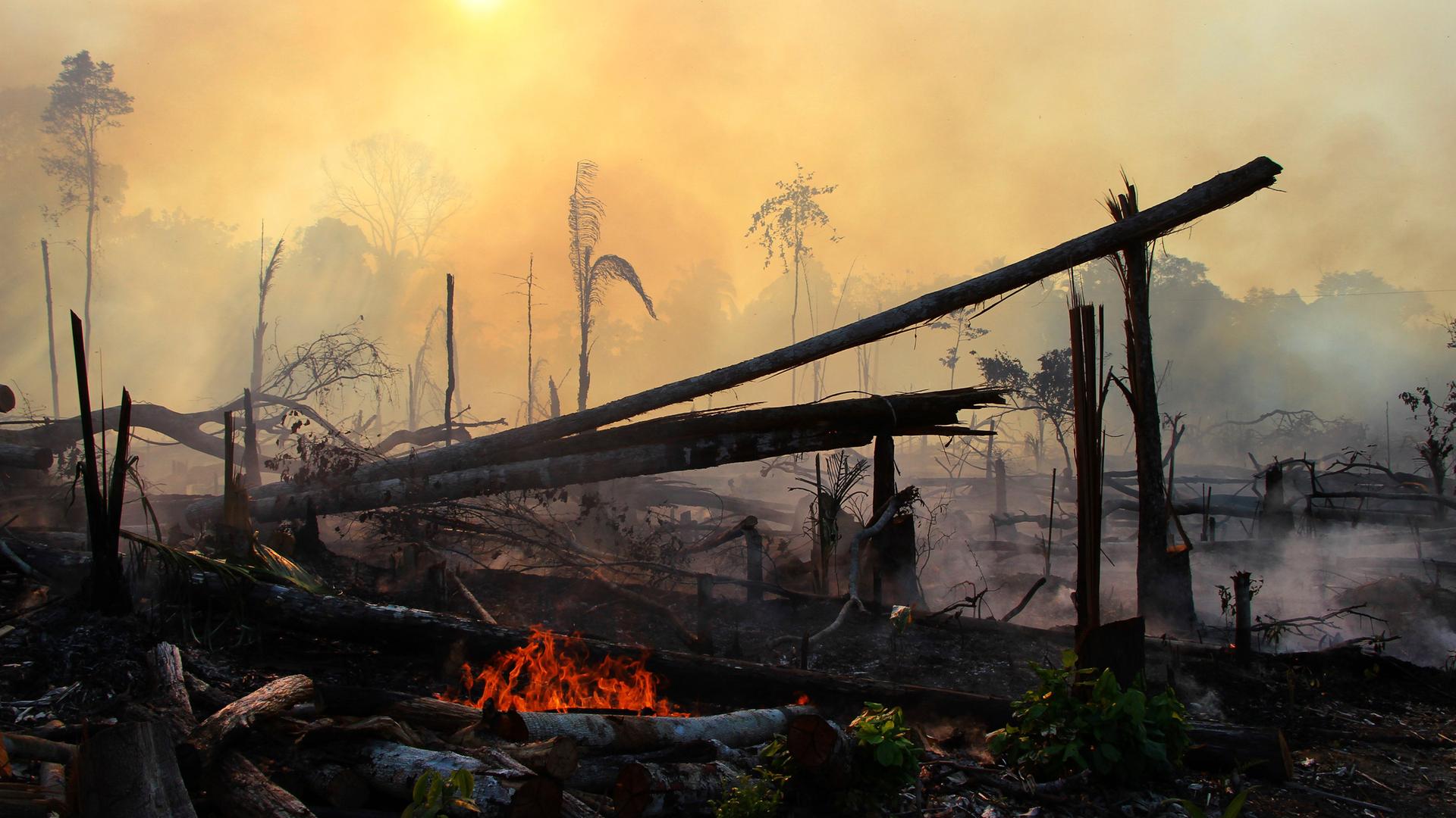 Abgebranntes Gebiet im Amazonas.
