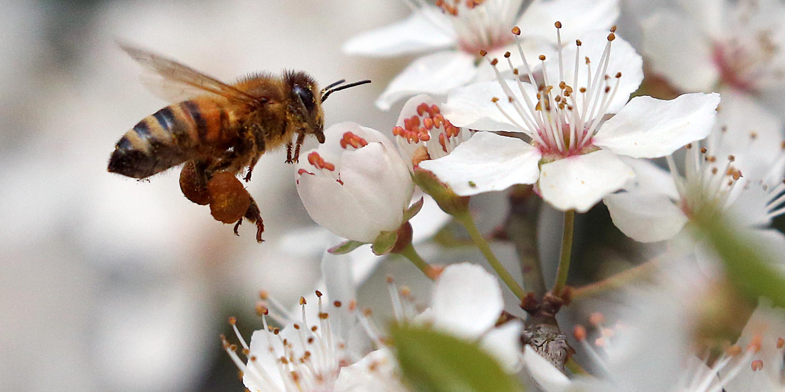 Bienen sammeln Nektar und bestäuben Blüten