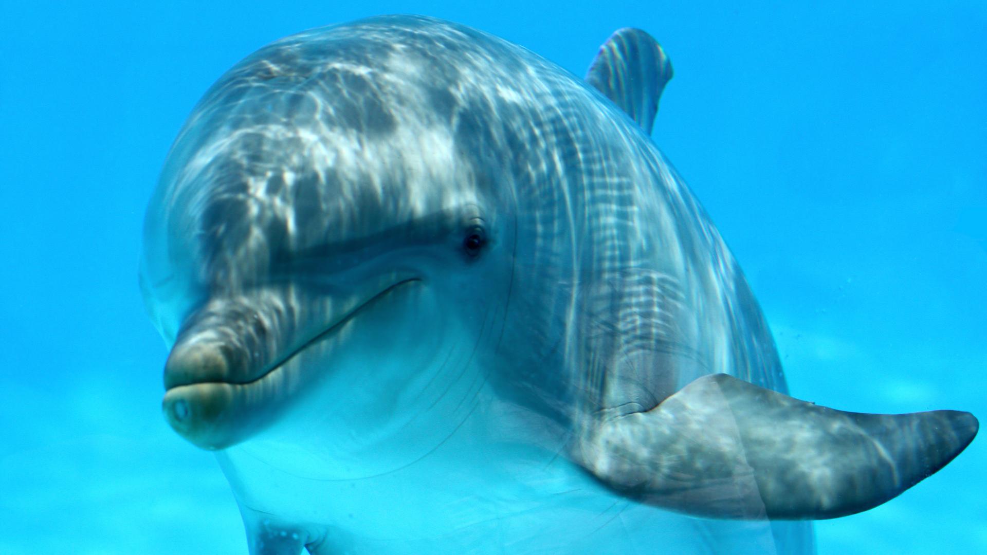 Delphin unter Wasser