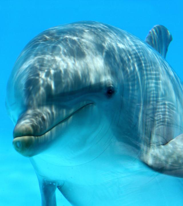 Delphin unter Wasser