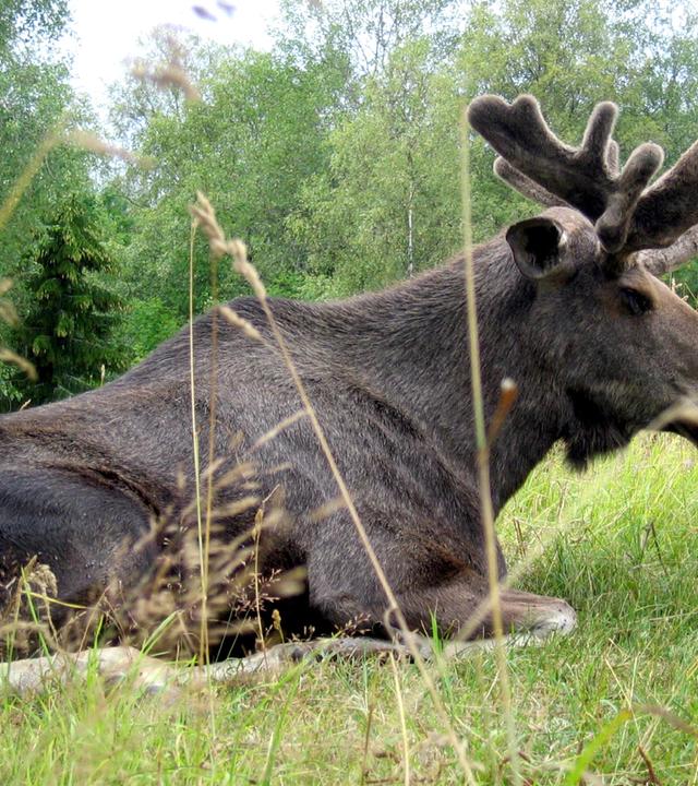 elch liegt im gras