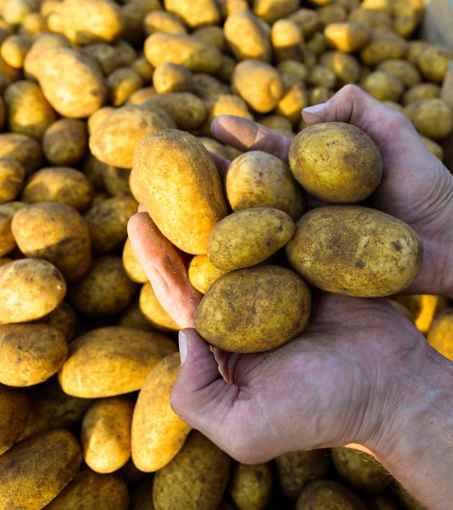 Kartoffelernte in Niedersachsen