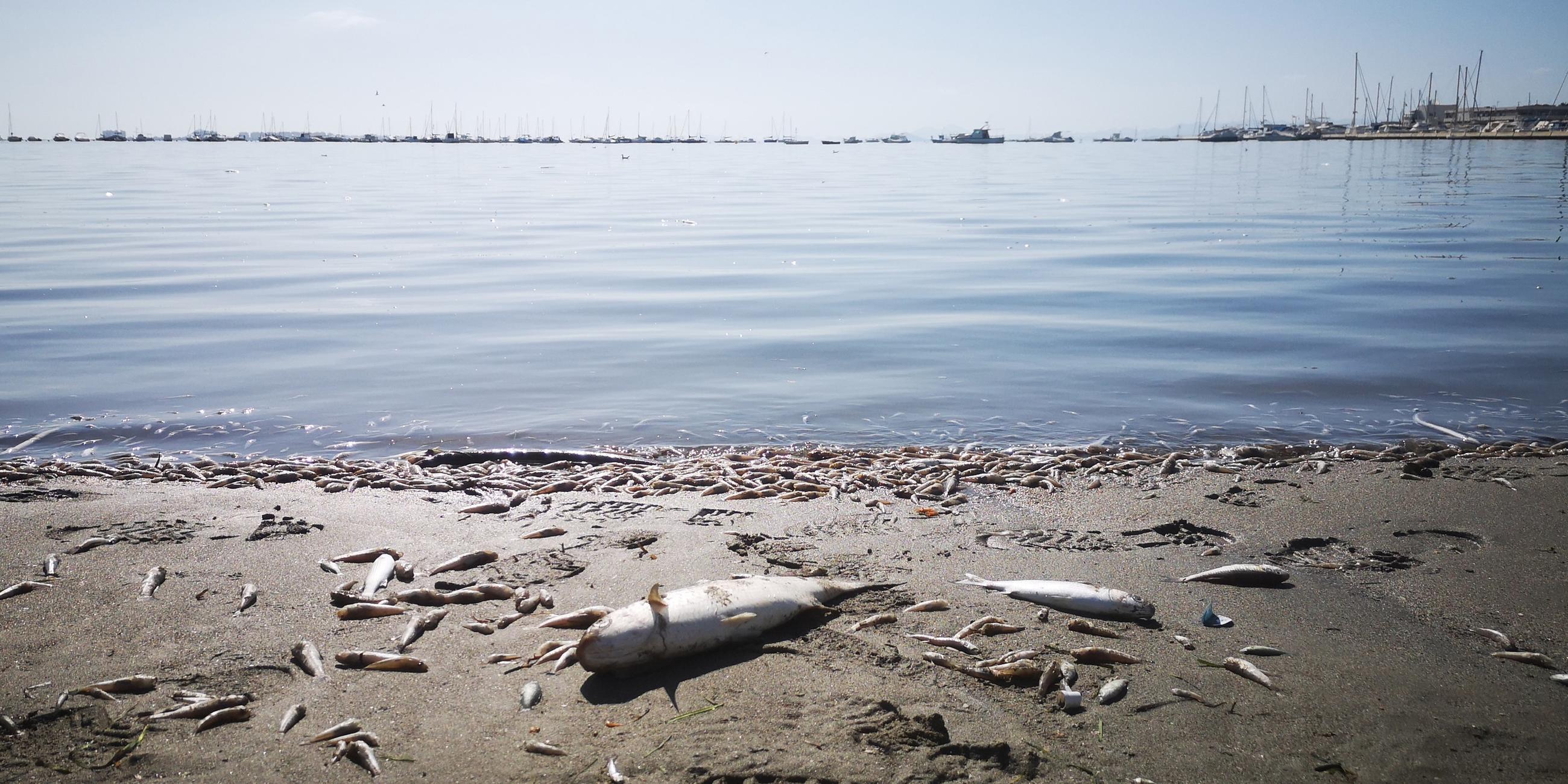 Tote Fische liegen am Strand am Mar Menor in Murcia
