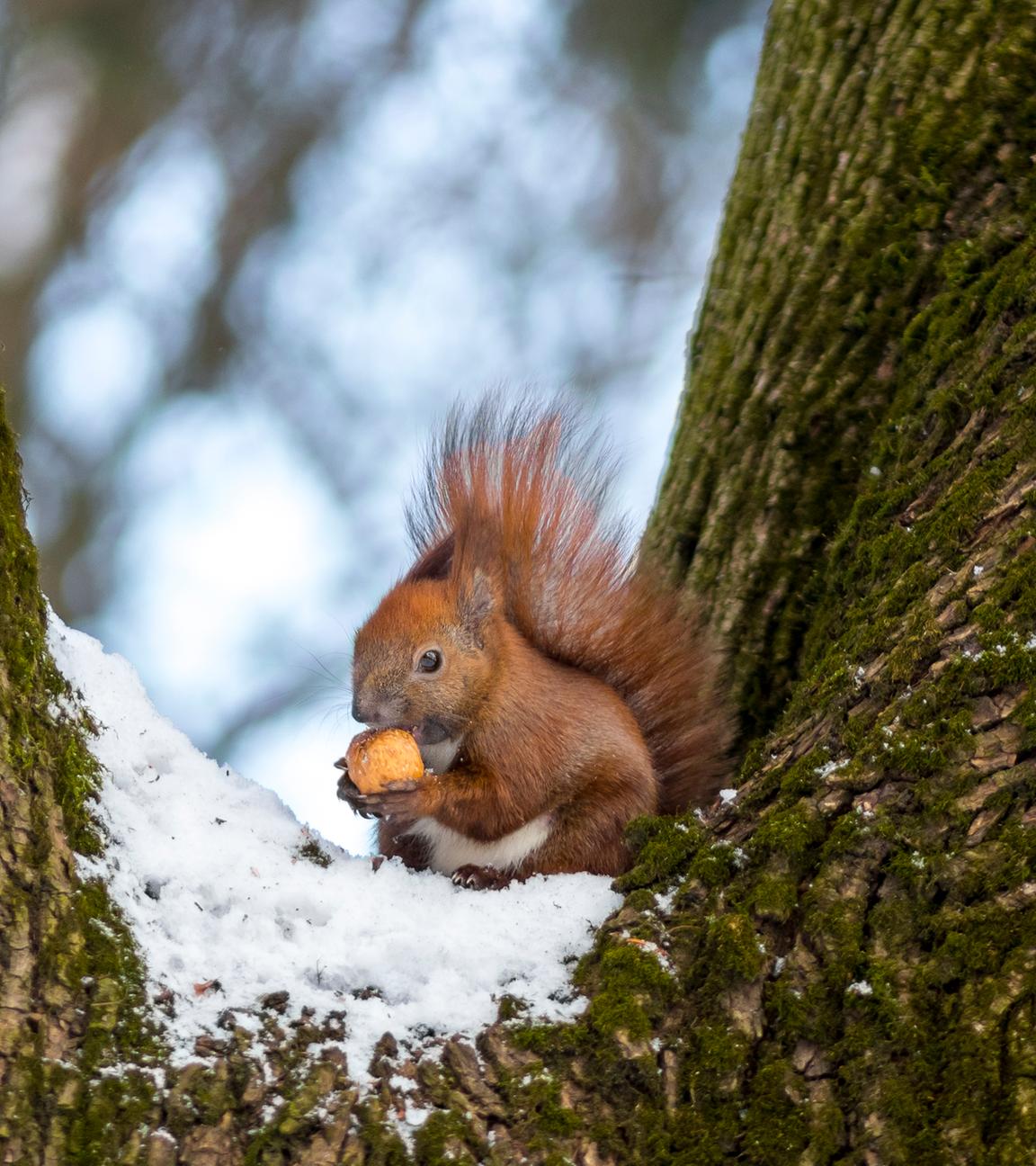 Rotes Eichhörnchen im Schnee