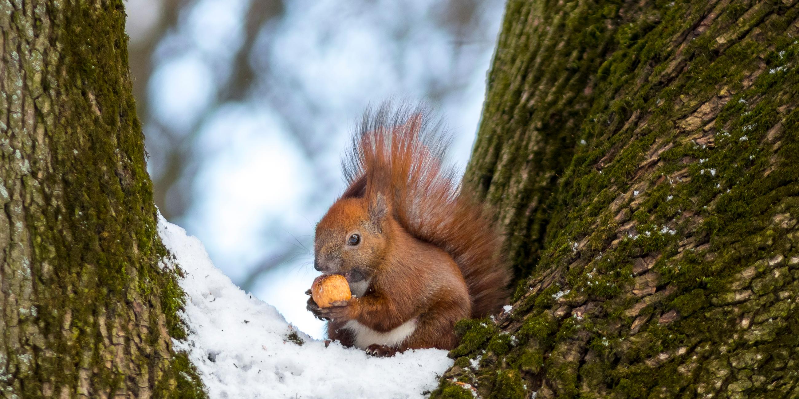 Rotes Eichhörnchen im Schnee