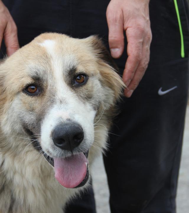 Ein Straßenhund in der Türkei