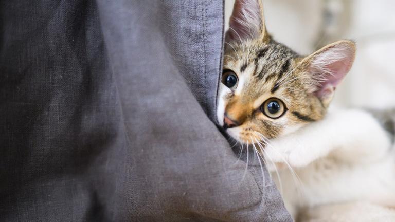 Katze