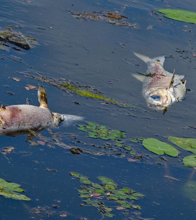 Erneut tote Fische
