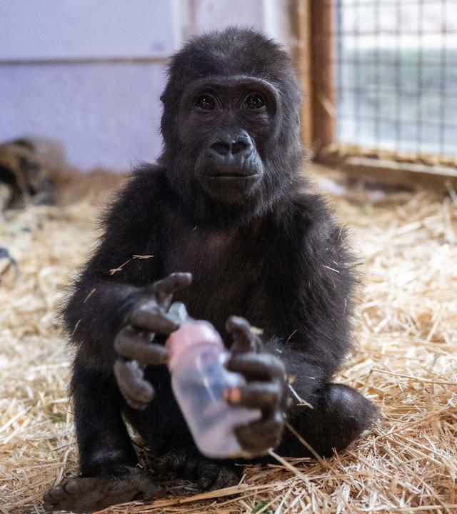 Das am Istanbuler Flughafen gefangene Gorillajunge namens Zeytin 