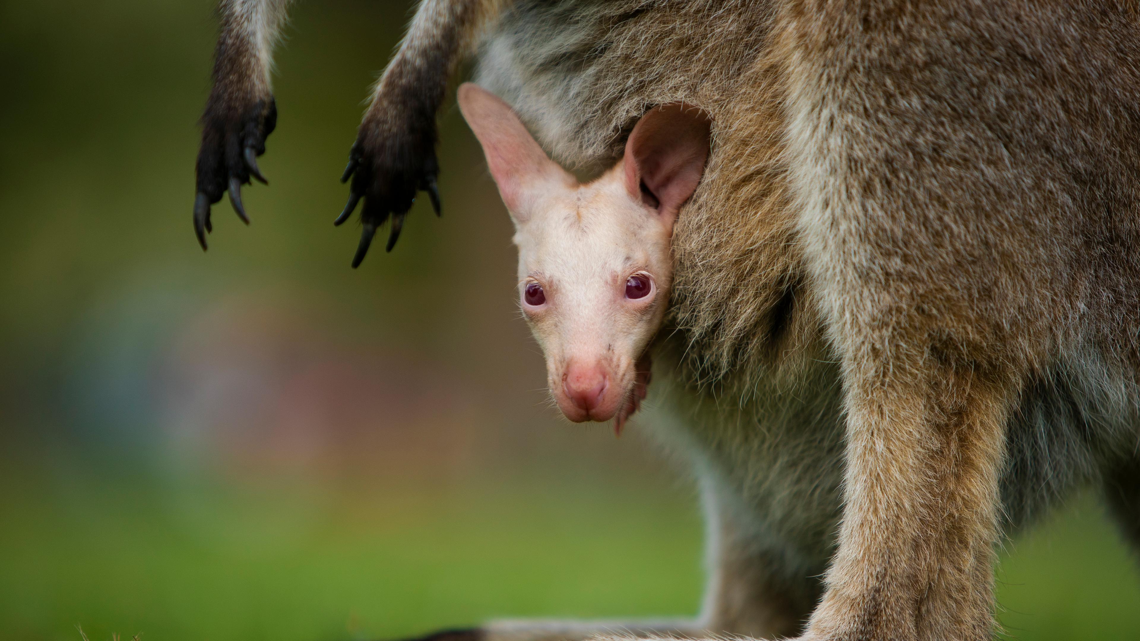 Albino-Wallaby Olaf guckt aus dem Beutel seiner Mutter