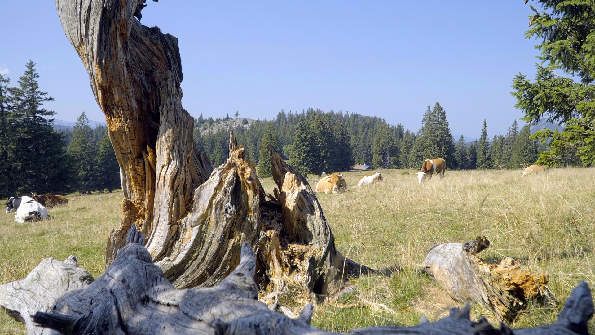 Ein abgestorbener Baumstamm in einer Almwiese, umgeben von grasenden Kühen, mit dichten Wäldern und einer klaren Berglandschaft im Hintergrund. 